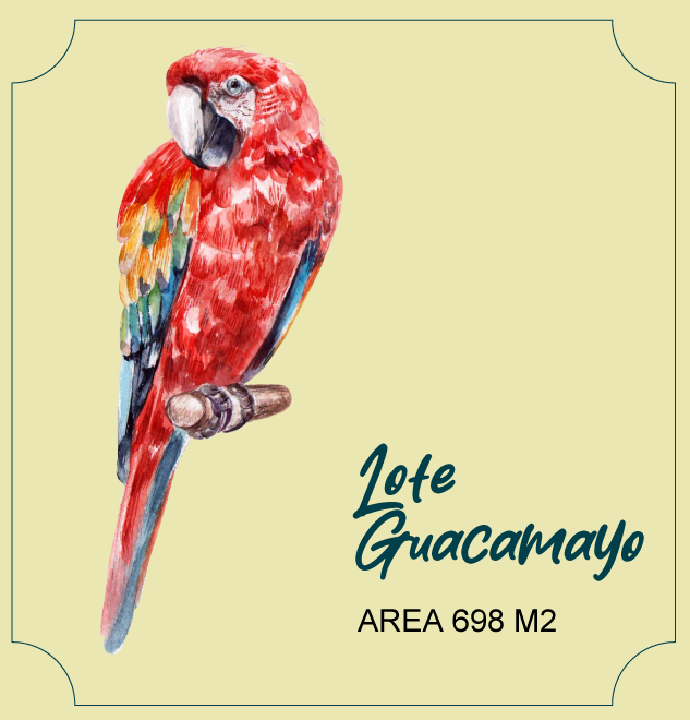 LOte Guacamayo