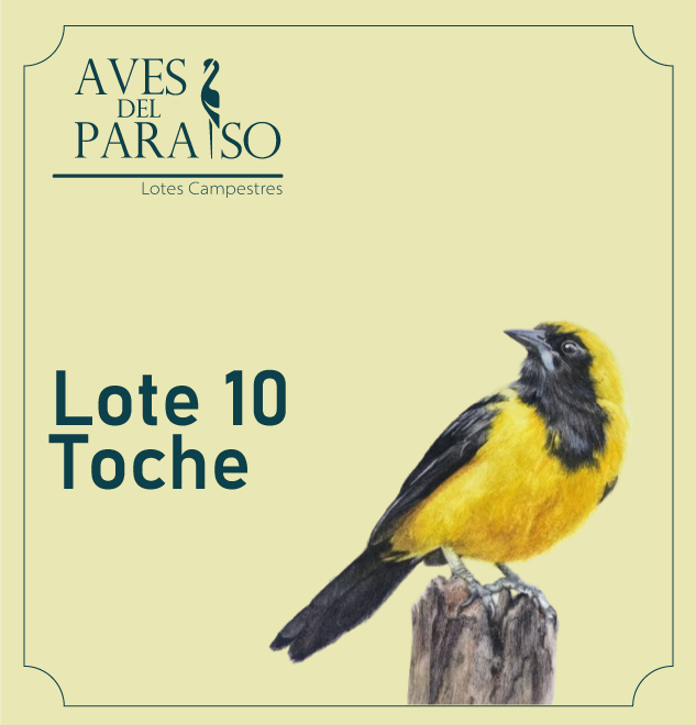 Lote Toche